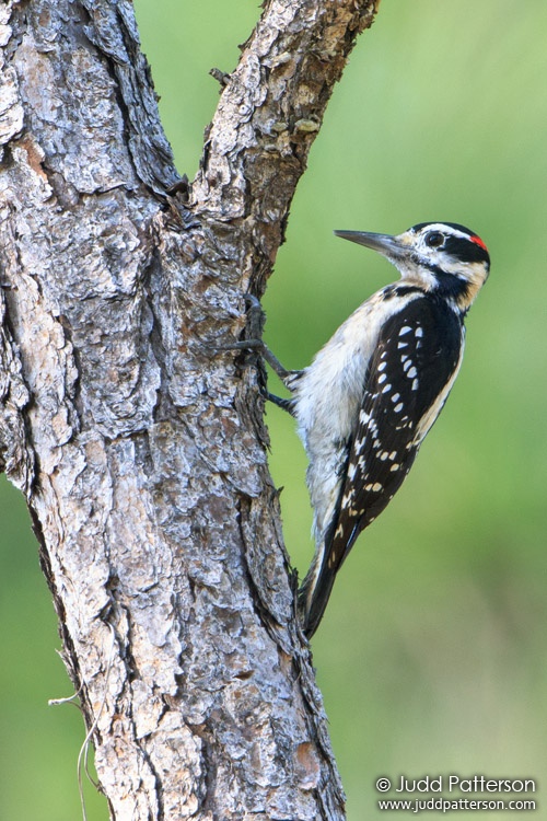 Hairy Woodpecker, Abaco National Park, Bahamas